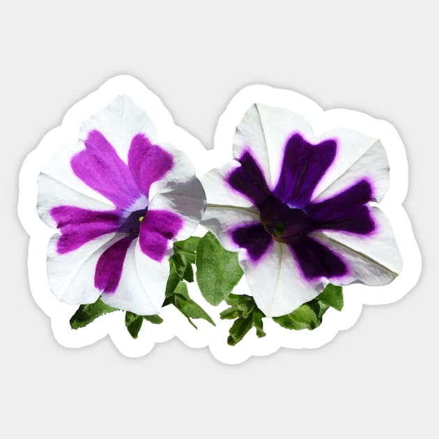 Petunias - Petunias Standing Guard Sticker by SusanSavad